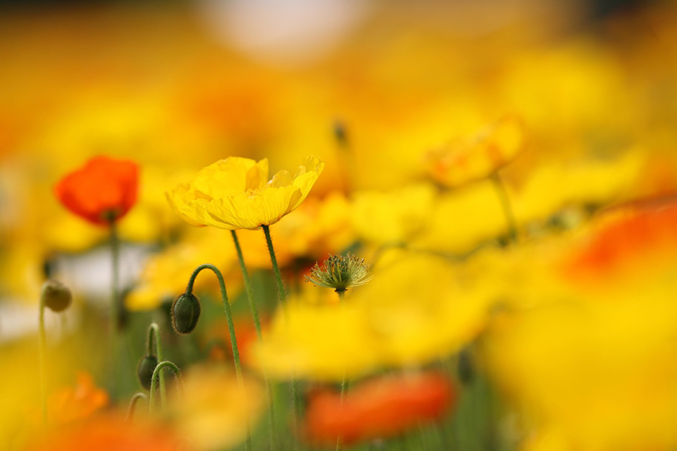 EOS 5D 作例