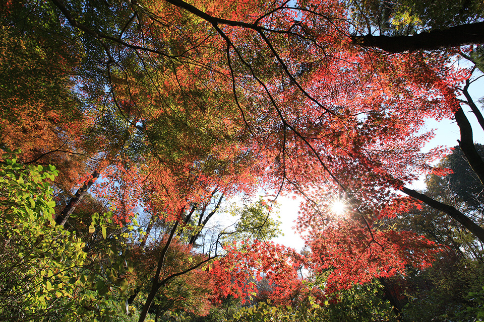 EOS 5D Mark II 作例