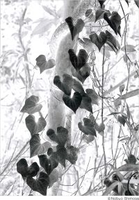 下瀬信雄写真展「寝我写庵 (ネガシャン) ～反転画像・inverted image～」
