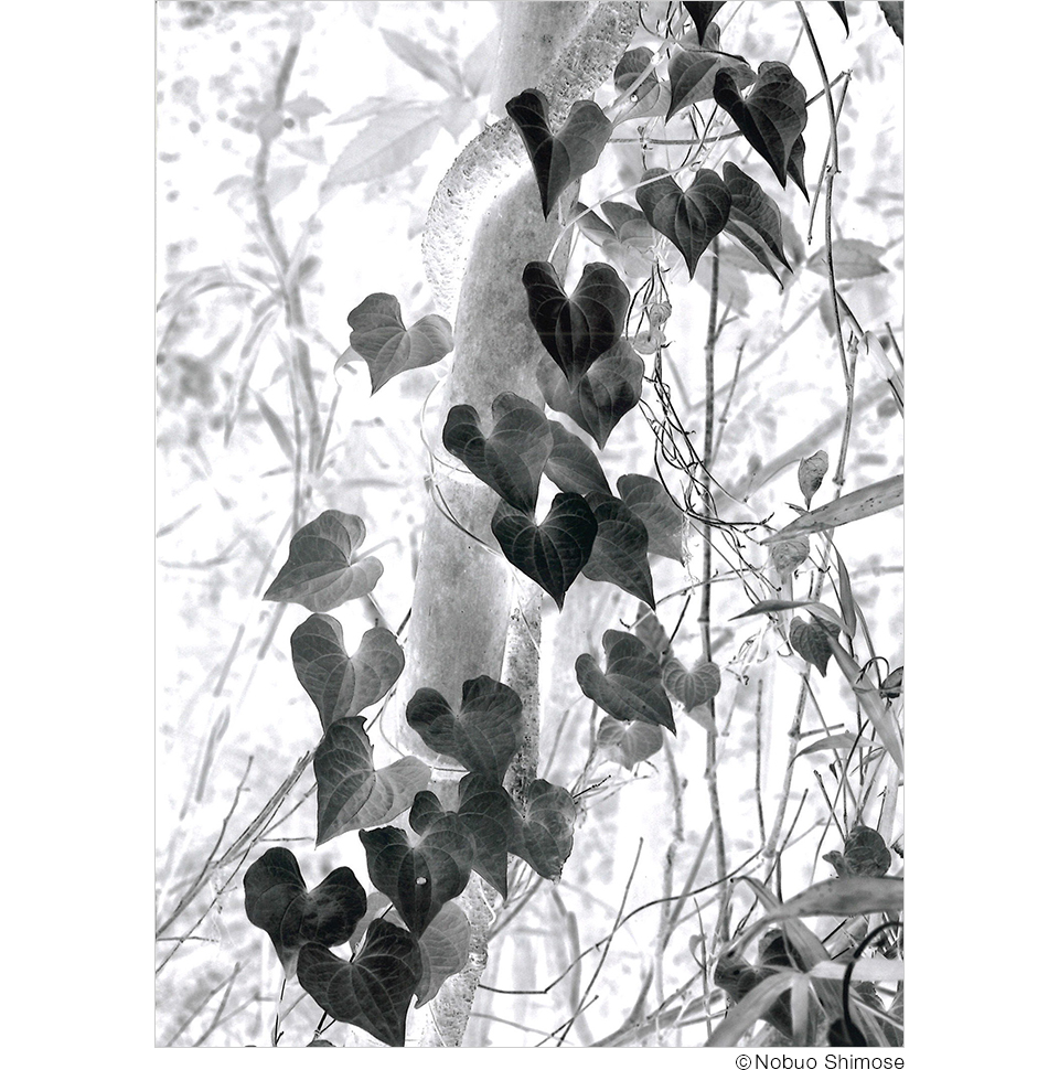 下瀬信雄写真展「寝我写庵 (ネガシャン) ～反転画像・inverted image～」