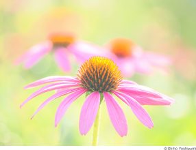 Nature Flowers 吉住志穂×くにまさひろし ～望遠レンズ VS マクロレンズ～