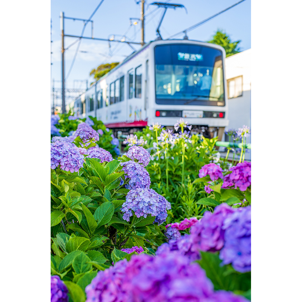入選「Summer Flowerbed」三浦星夢