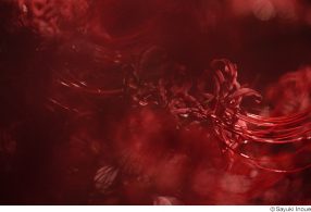 井上佐由紀写真展「はじまりと終わりに見る色を、私は知らない」