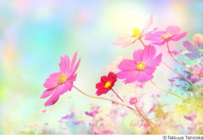 田ノ岡哲哉写真展「華宇宙 ― なごみの花」