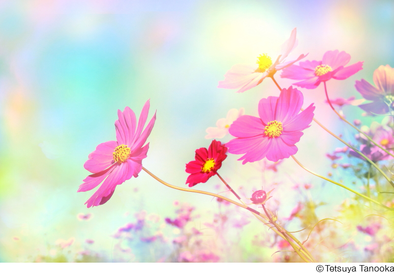 田ノ岡哲哉写真展「華宇宙 ― なごみの花」