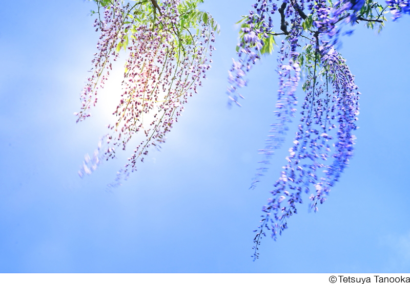 田ノ岡哲哉写真展「華宇宙 ― なごみの花」