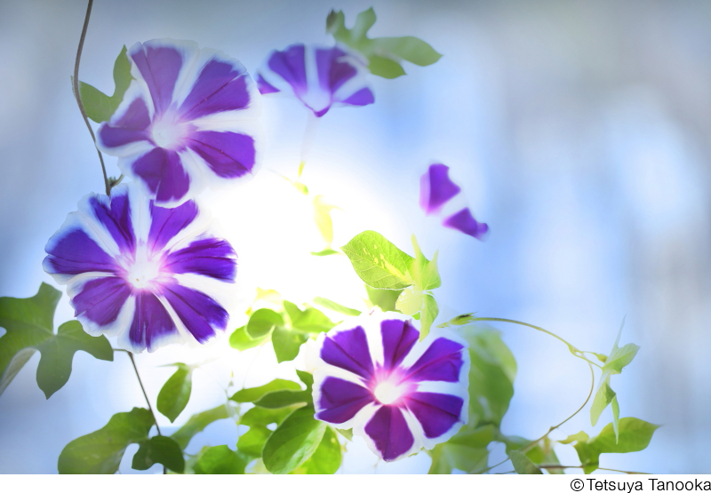田ノ岡哲哉写真展「華宇宙 ― なごみの花」