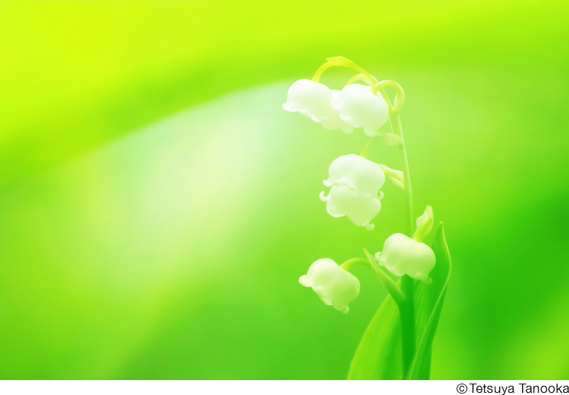 田ノ岡哲哉写真展「華宇宙 ― なごみの花」