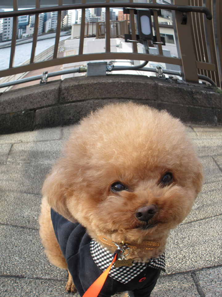 IXY 650 m 実写レポート