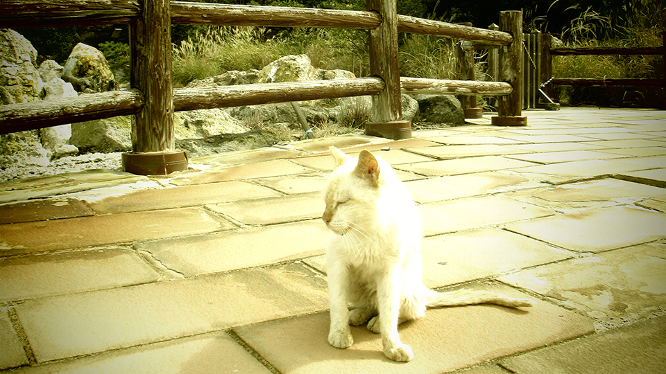 IXY 650 m 実写レポート