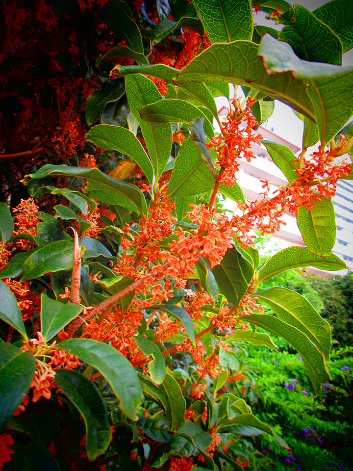 IXY 650 m 実写レポート