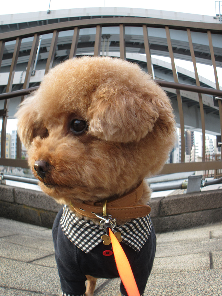 IXY 650 m 実写レポート