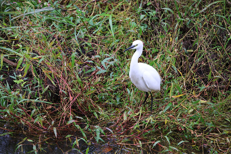 EOS R6 Mark III 実写チェック後編