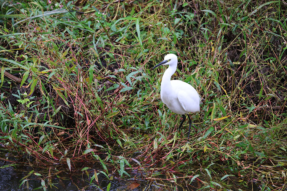 EOS R6 Mark III 実写チェック後編