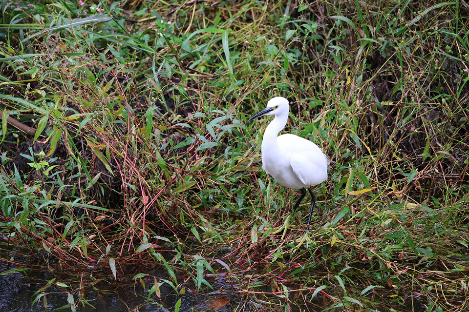 EOS R6 Mark III 実写チェック後編