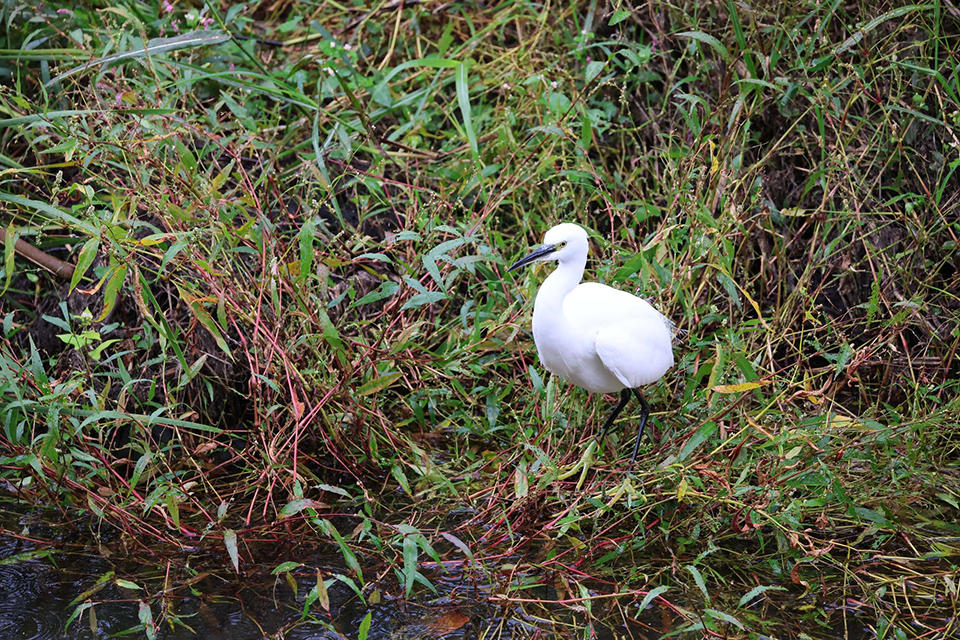EOS R6 Mark III 実写チェック後編