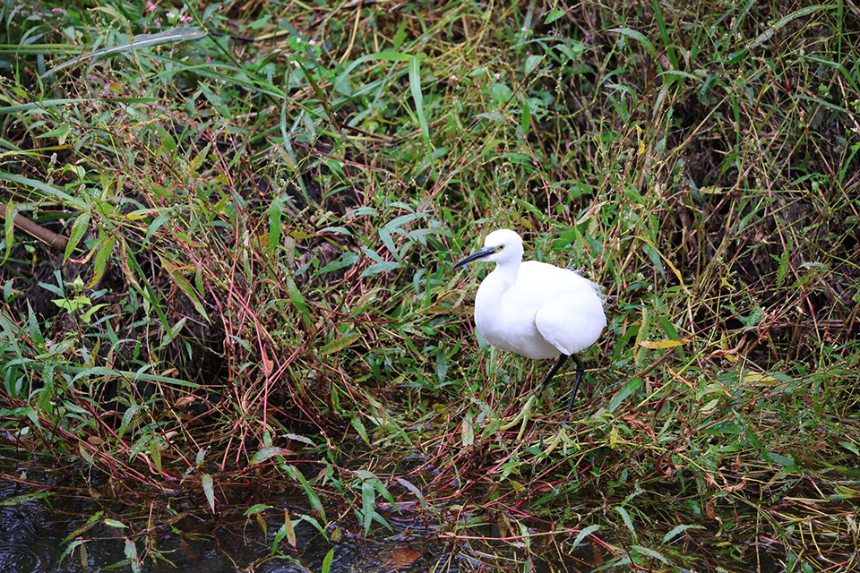 EOS R6 Mark III 実写チェック後編