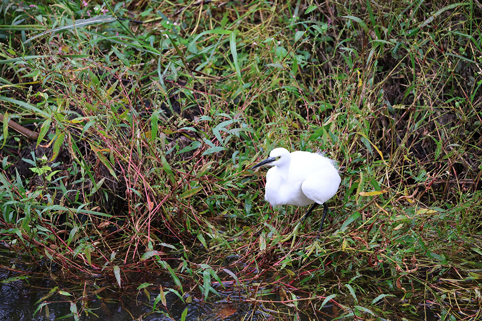 EOS R6 Mark III 実写チェック後編