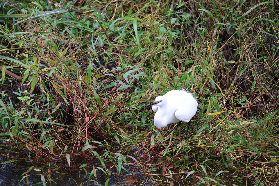 EOS R6 Mark III 実写チェック後編