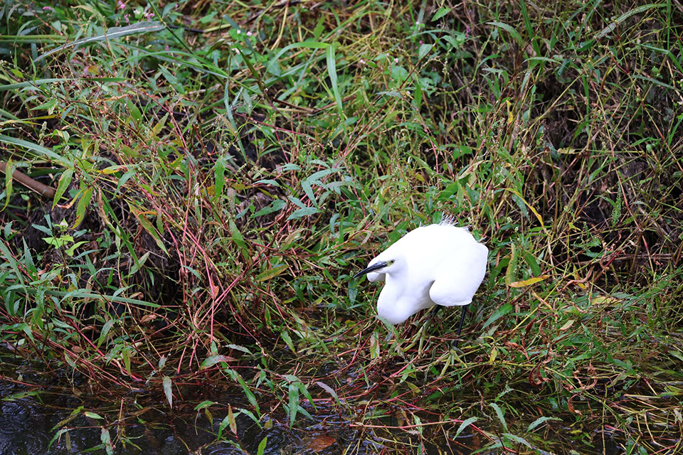 EOS R6 Mark III 実写チェック後編