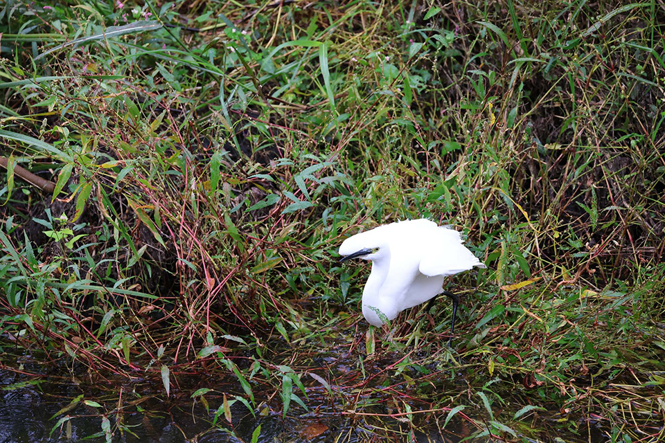 EOS R6 Mark III 実写チェック後編