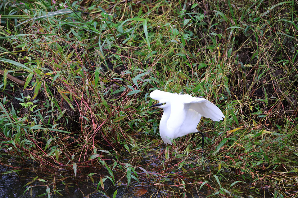 EOS R6 Mark III 実写チェック後編