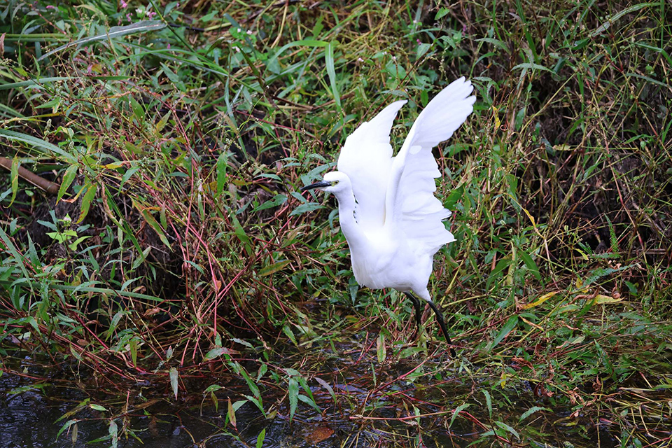 EOS R6 Mark III 実写チェック後編