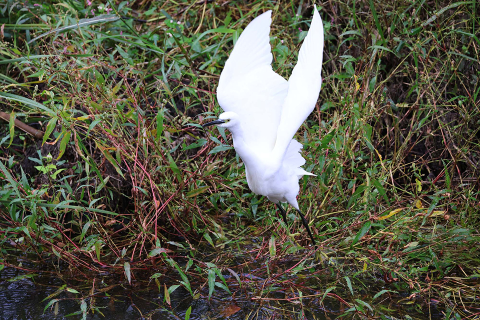 EOS R6 Mark III 実写チェック後編