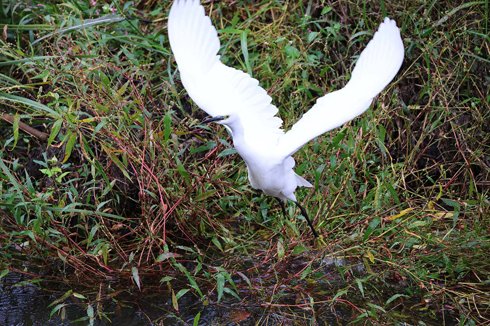 EOS R6 Mark III 実写チェック後編