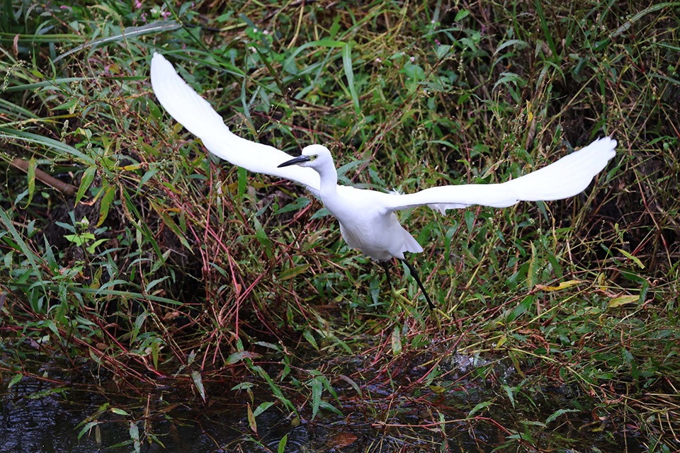 EOS R6 Mark III 実写チェック後編