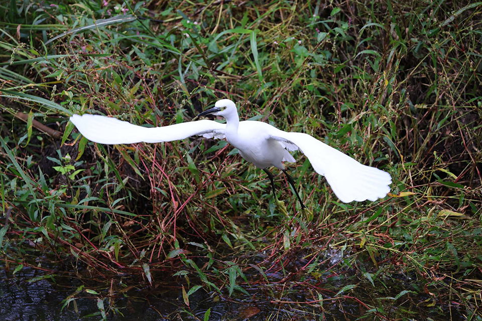 EOS R6 Mark III 実写チェック後編