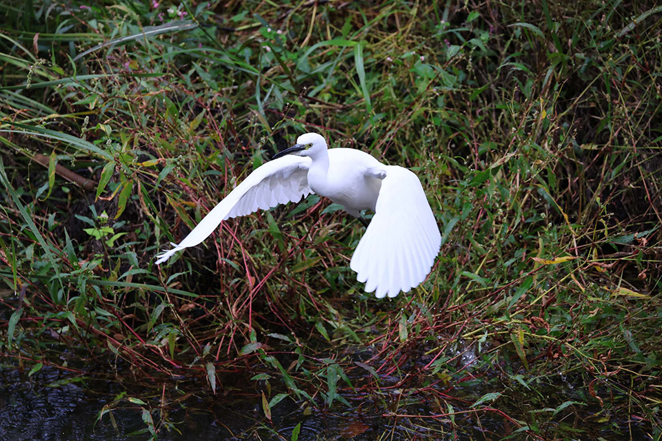 EOS R6 Mark III 実写チェック後編