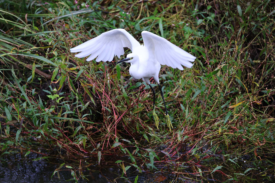 EOS R6 Mark III 実写チェック後編