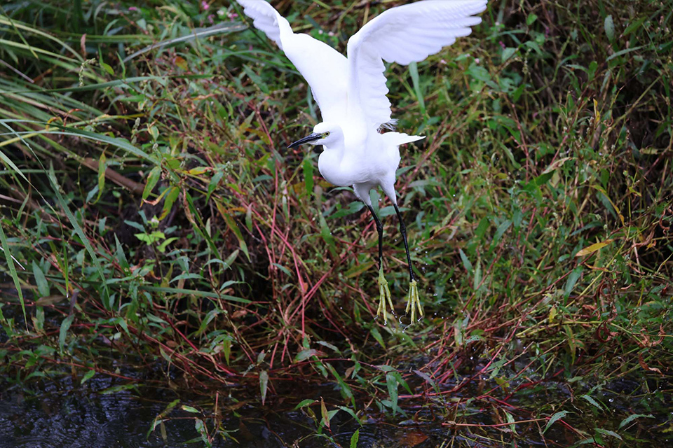 EOS R6 Mark III 実写チェック後編