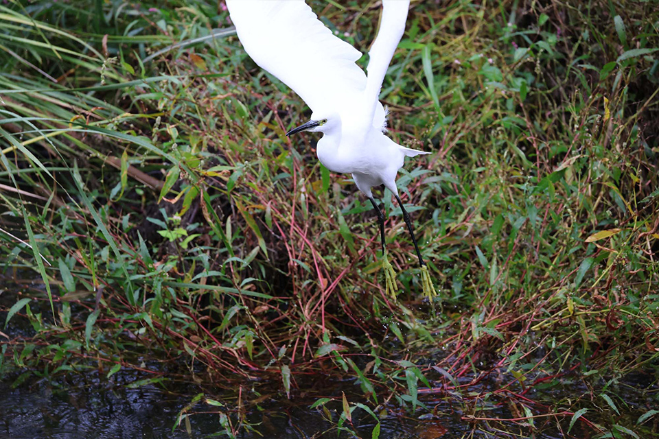 EOS R6 Mark III 実写チェック後編