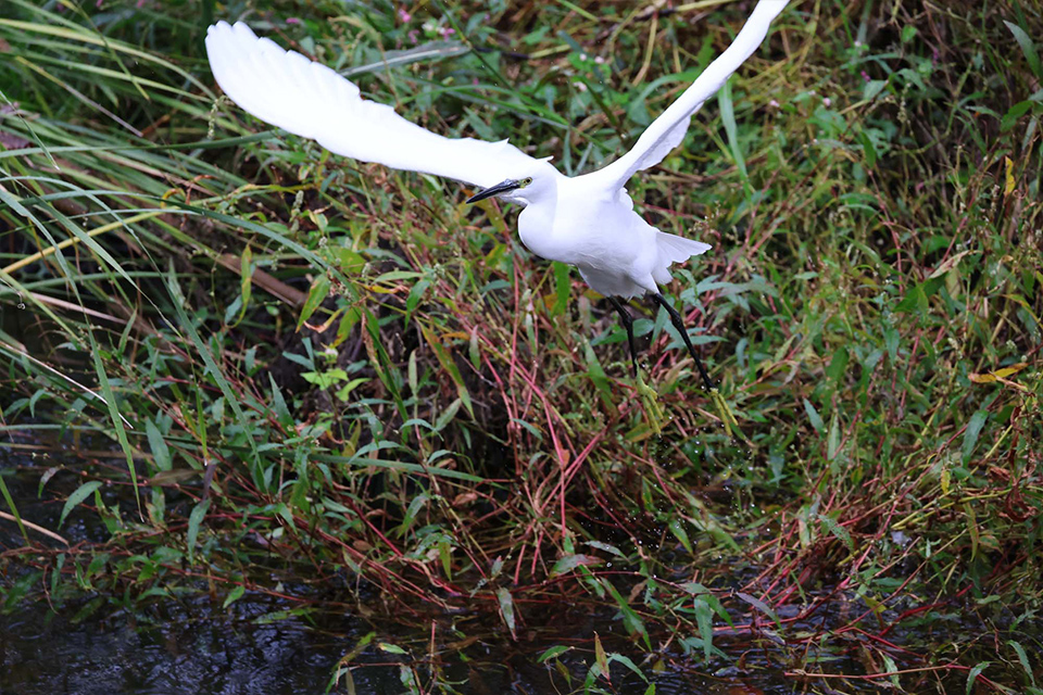 EOS R6 Mark III 実写チェック後編