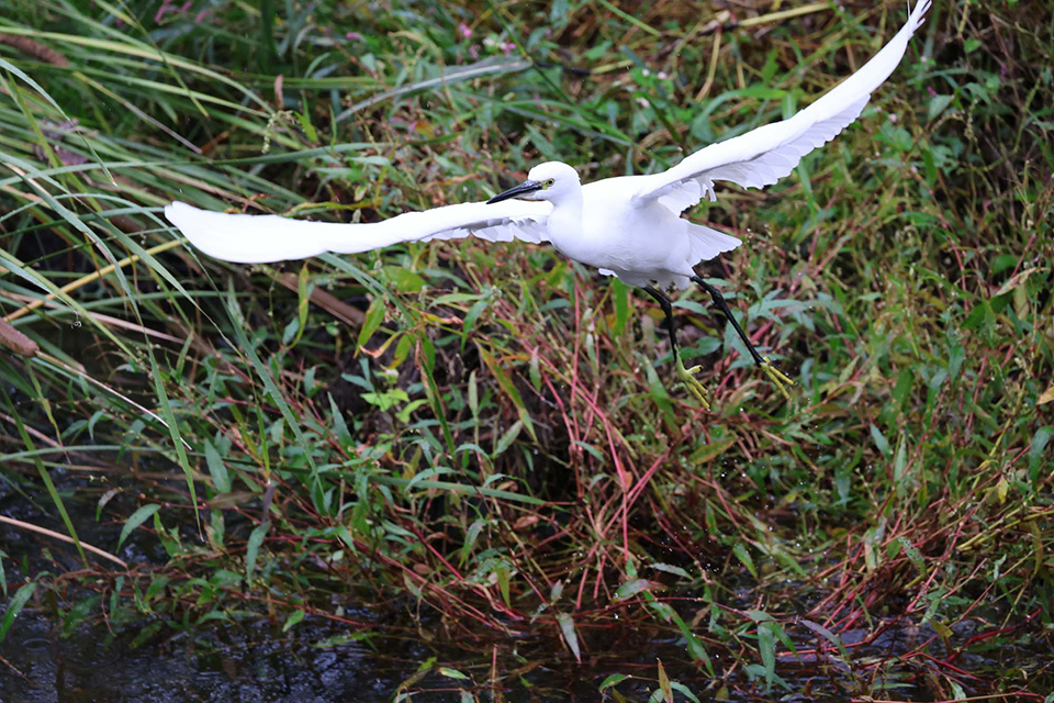 EOS R6 Mark III 実写チェック後編