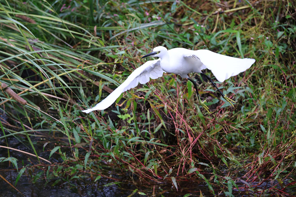 EOS R6 Mark III 実写チェック後編