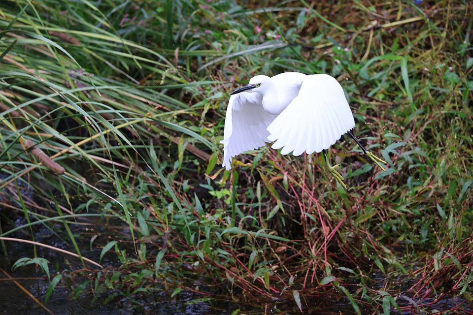 EOS R6 Mark III 実写チェック後編