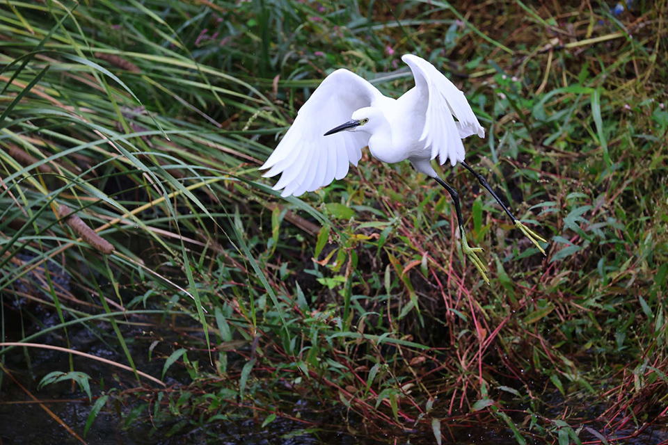 EOS R6 Mark III 実写チェック後編