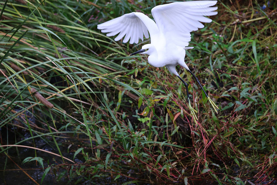 EOS R6 Mark III 実写チェック後編