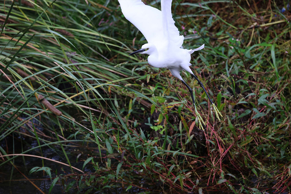 EOS R6 Mark III 実写チェック後編