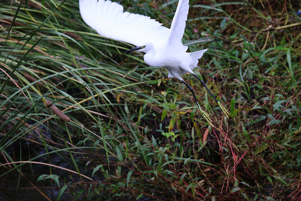 EOS R6 Mark III 実写チェック後編