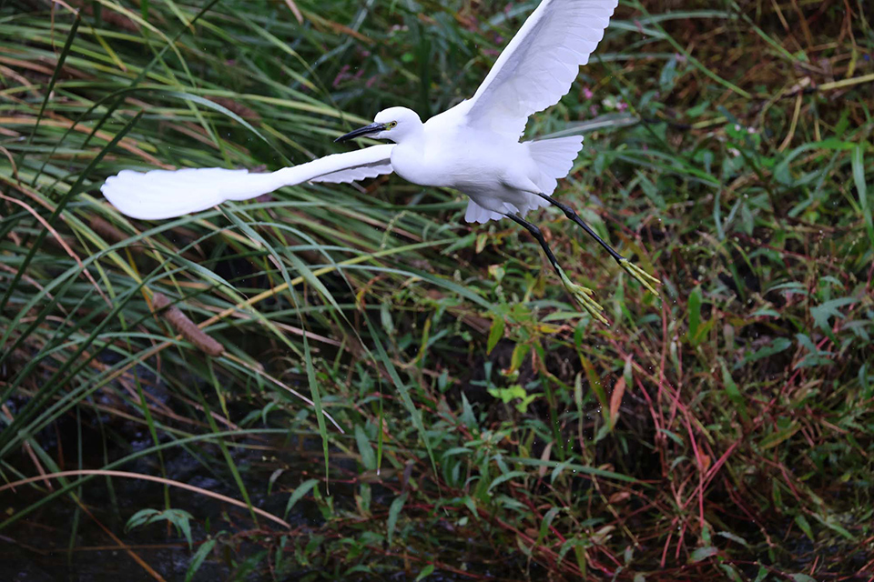 EOS R6 Mark III 実写チェック後編