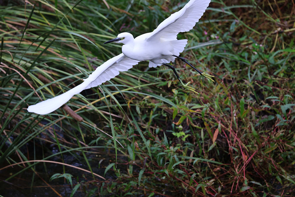 EOS R6 Mark III 実写チェック後編