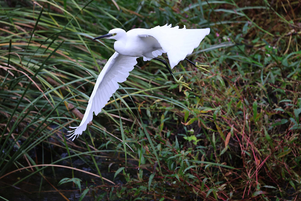 EOS R6 Mark III 実写チェック後編