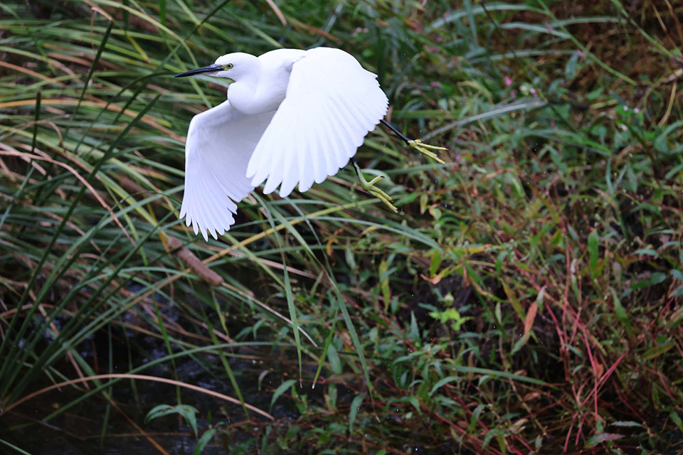 EOS R6 Mark III 実写チェック後編