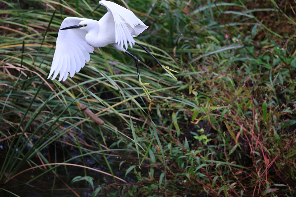 EOS R6 Mark III 実写チェック後編