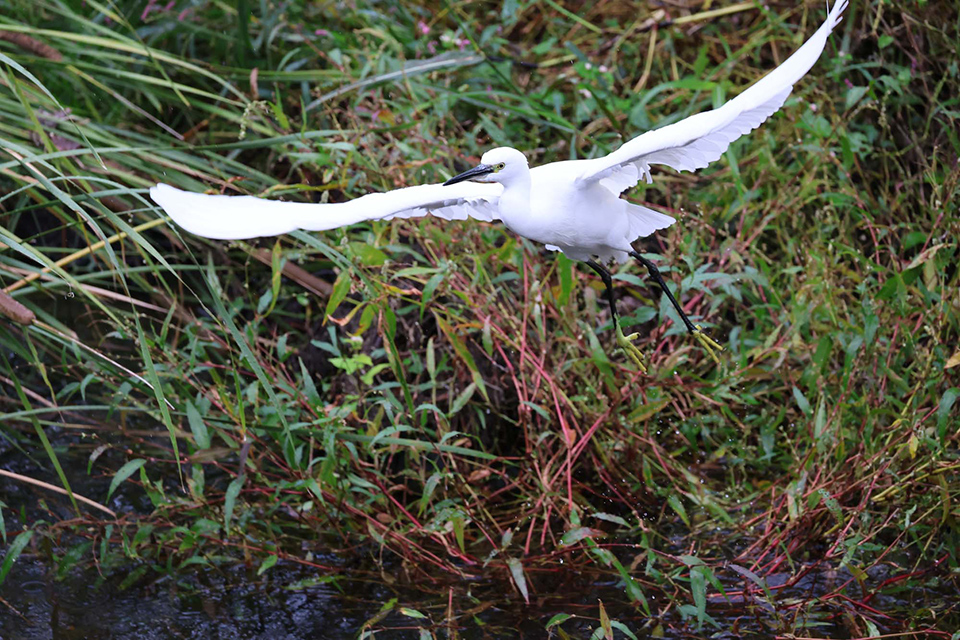 EOS R6 Mark III 実写チェック後編