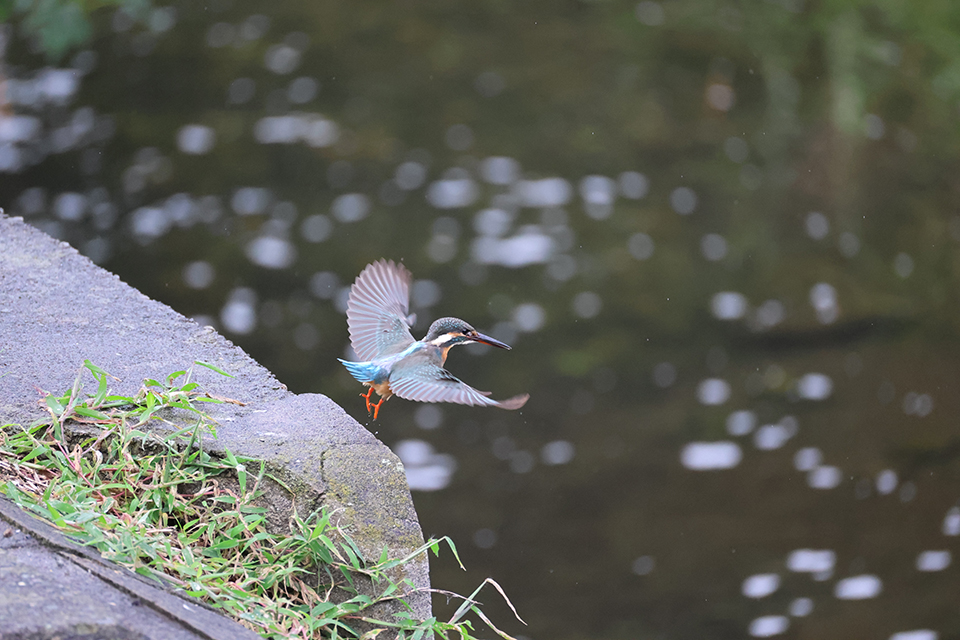 EOS R6 Mark III 実写チェック後編